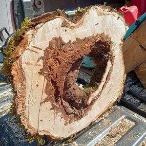Beautiful Big Leaf Maple Burl*****